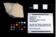 Foto (Objekt + Etikett) von Pithonoton sp.  (NHMW-GEO-1990-0041-3321)